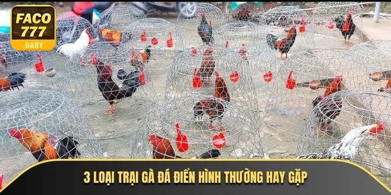 3 loại trại gà đá điển hình thường hay gặp