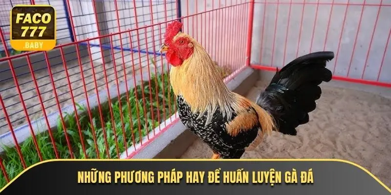 Những phương pháp hay để huấn luyện gà đá