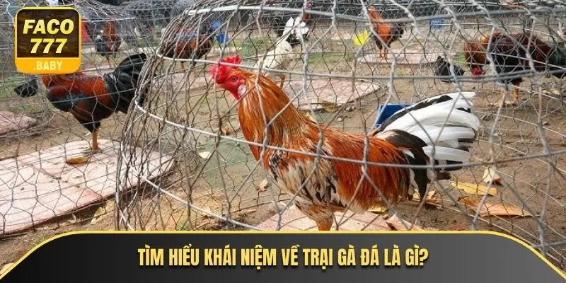 Tìm hiểu khái niệm về trại gà đá là gì?