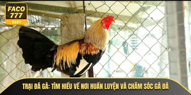 Trại Đá Gà