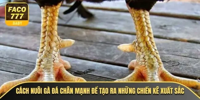 Cách Nuôi Gà Đá Chân Mạnh