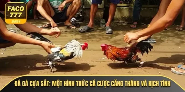 Đá Gà Cựa Sắt